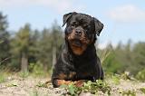 ROTTWEILER 188